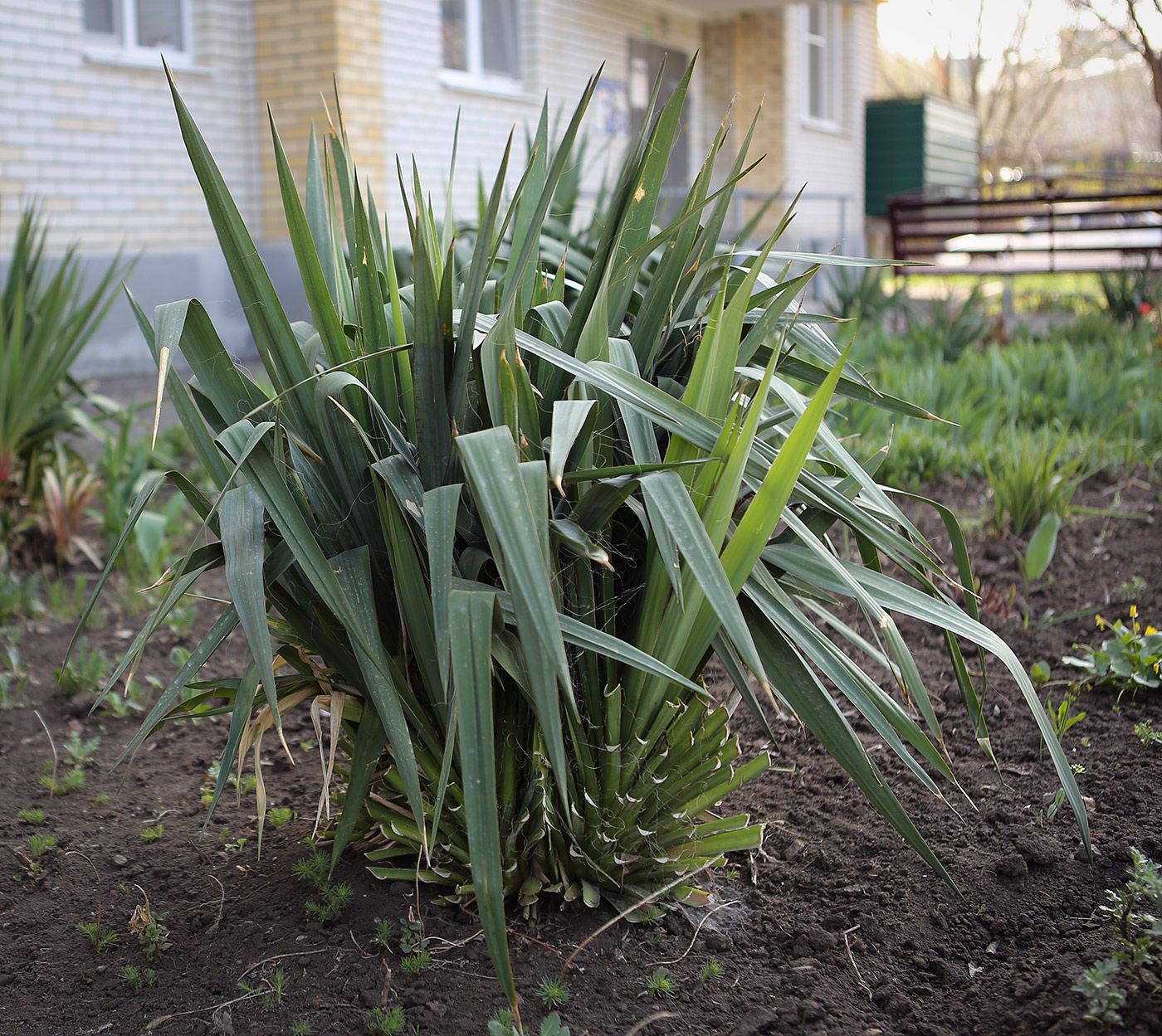 Изображение особи род Yucca.