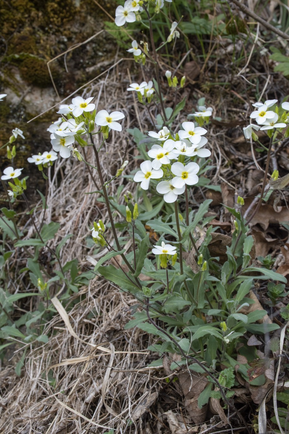 Image of Arabis caucasica specimen.