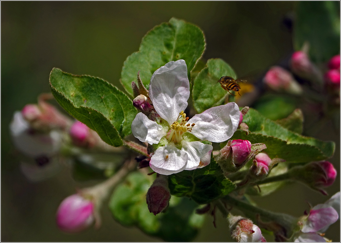 Изображение особи Malus domestica.