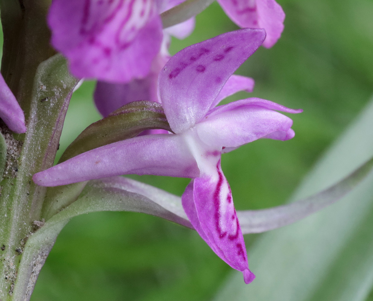 Изображение особи Dactylorhiza incarnata.