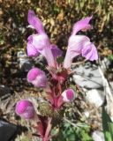 Lamium garganicum