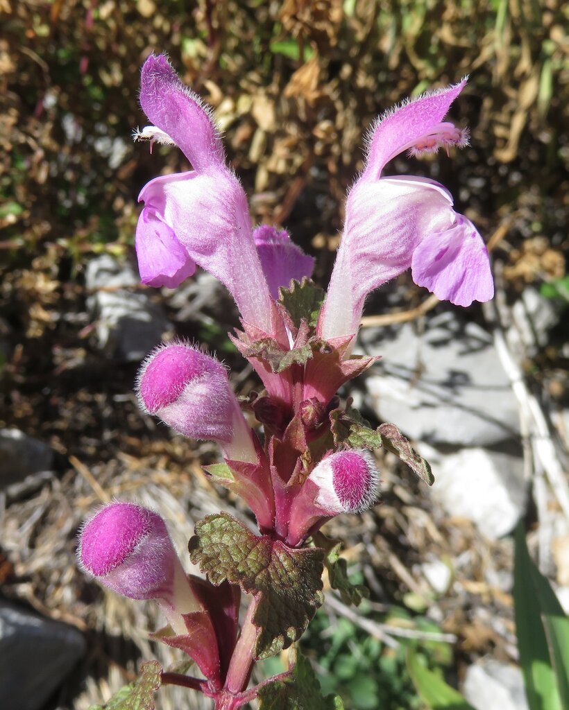 Image of Lamium garganicum specimen.