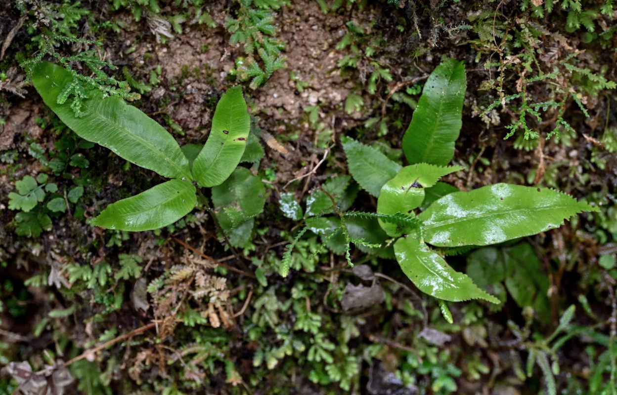 Изображение особи Pteris deltodon.