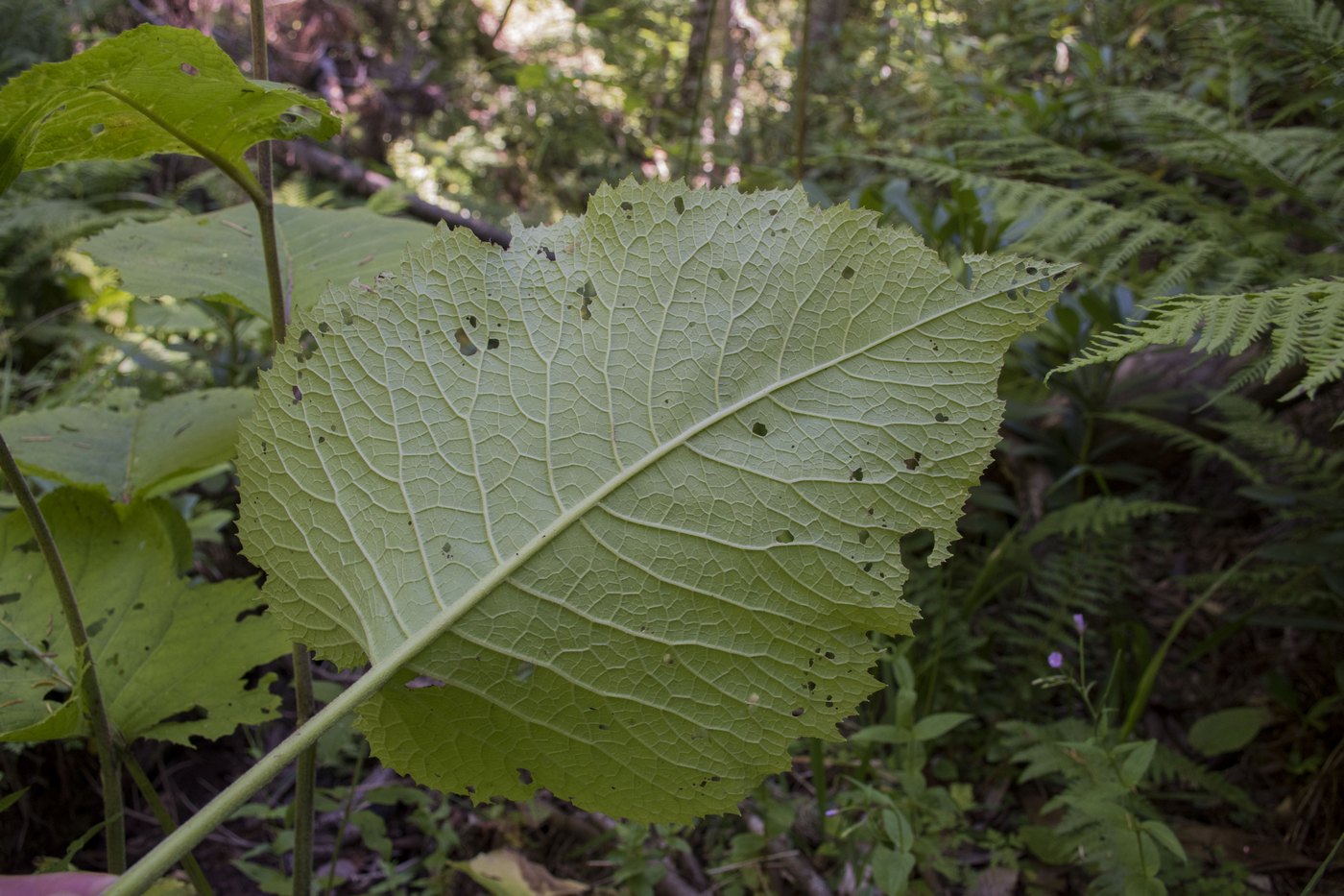 Image of Telekia speciosa specimen.