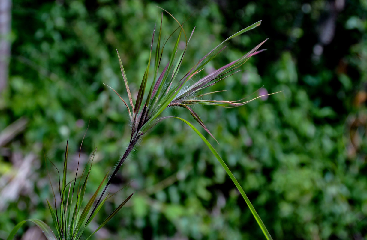 Image of Themeda arguens specimen.