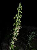 Epipactis helleborine