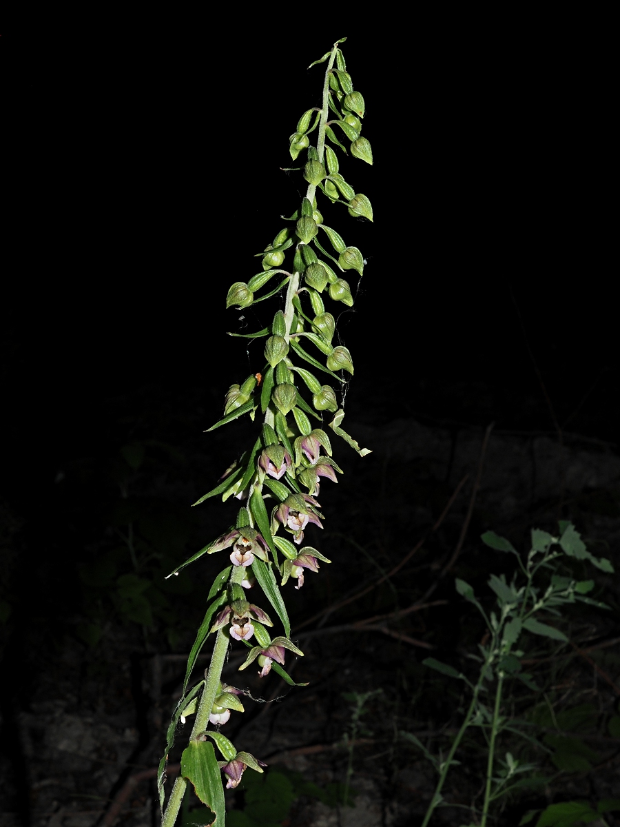 Изображение особи Epipactis helleborine.