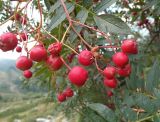 Sorbus tianschanica