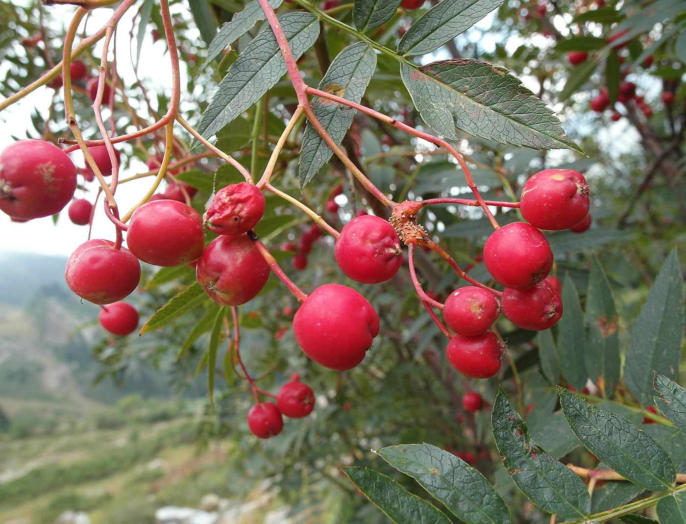 Image of Sorbus tianschanica specimen.