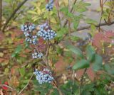 Mahonia aquifolium