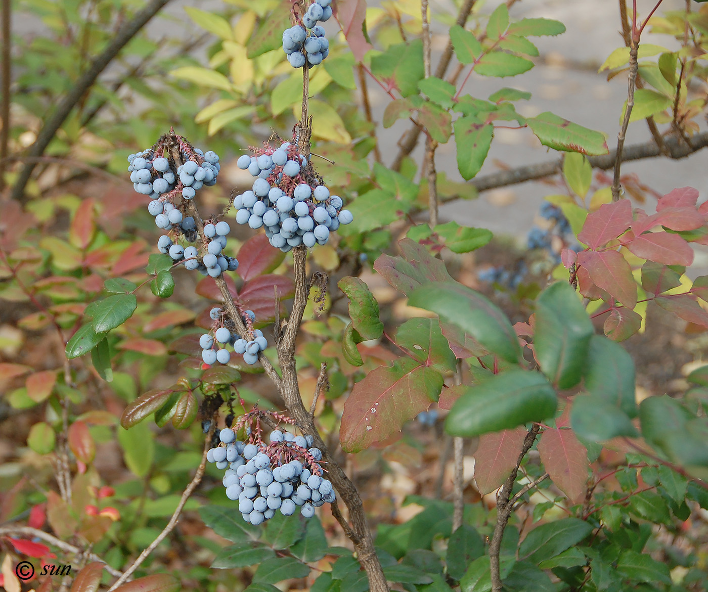 Image of Mahonia aquifolium specimen.