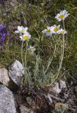 genus Anthemis. Цветущее растение с обнажившимися корнями. Испания, автономное сообщество Каталония, провинция Жирона, комарка Рипольес, муниципалитет Сеткасес, окр. курорта \"Вальтер 2000\", ≈2200 м н.у.м., каменистый склон вост. экспозиции. 07.07.2024.