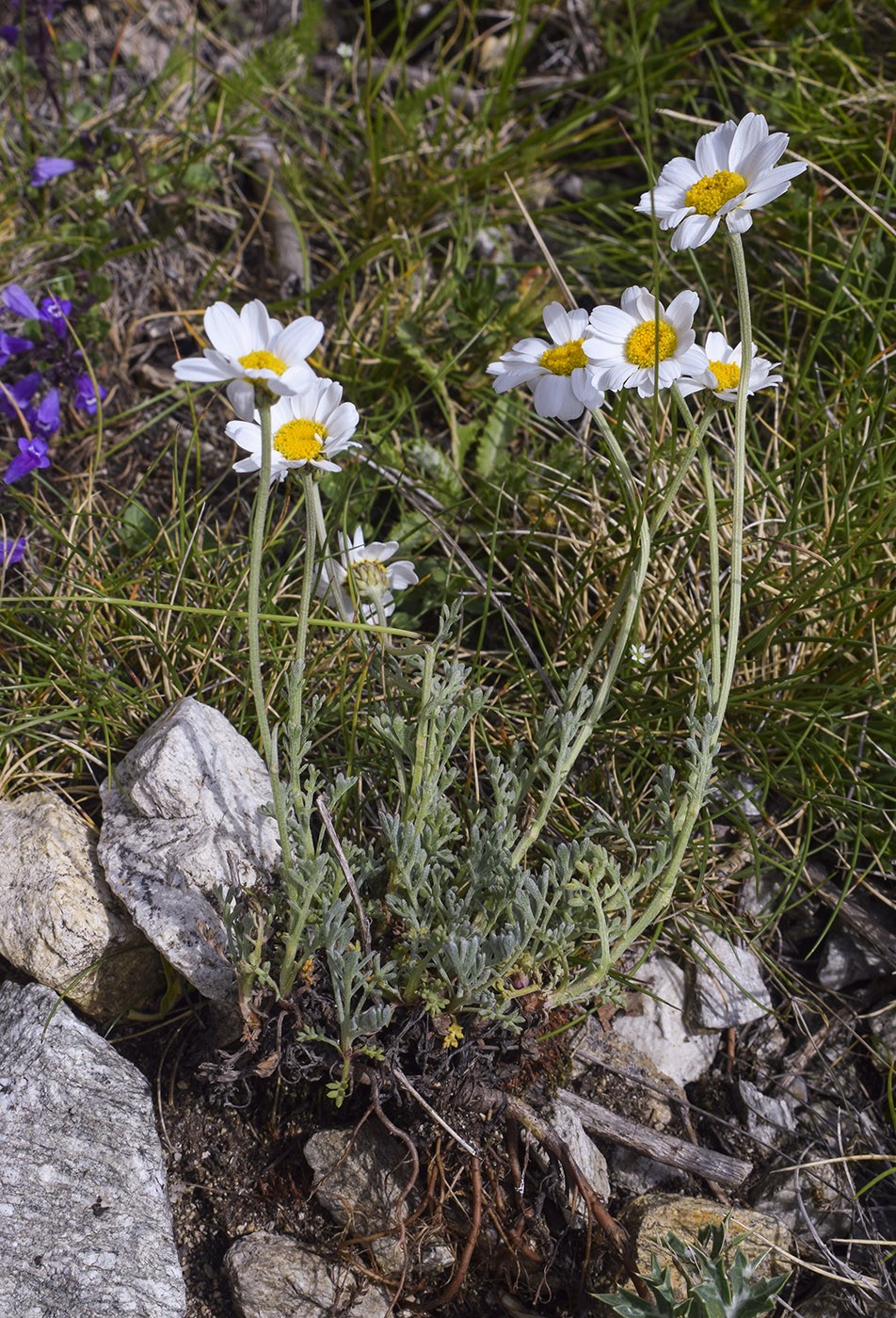 Изображение особи род Anthemis.