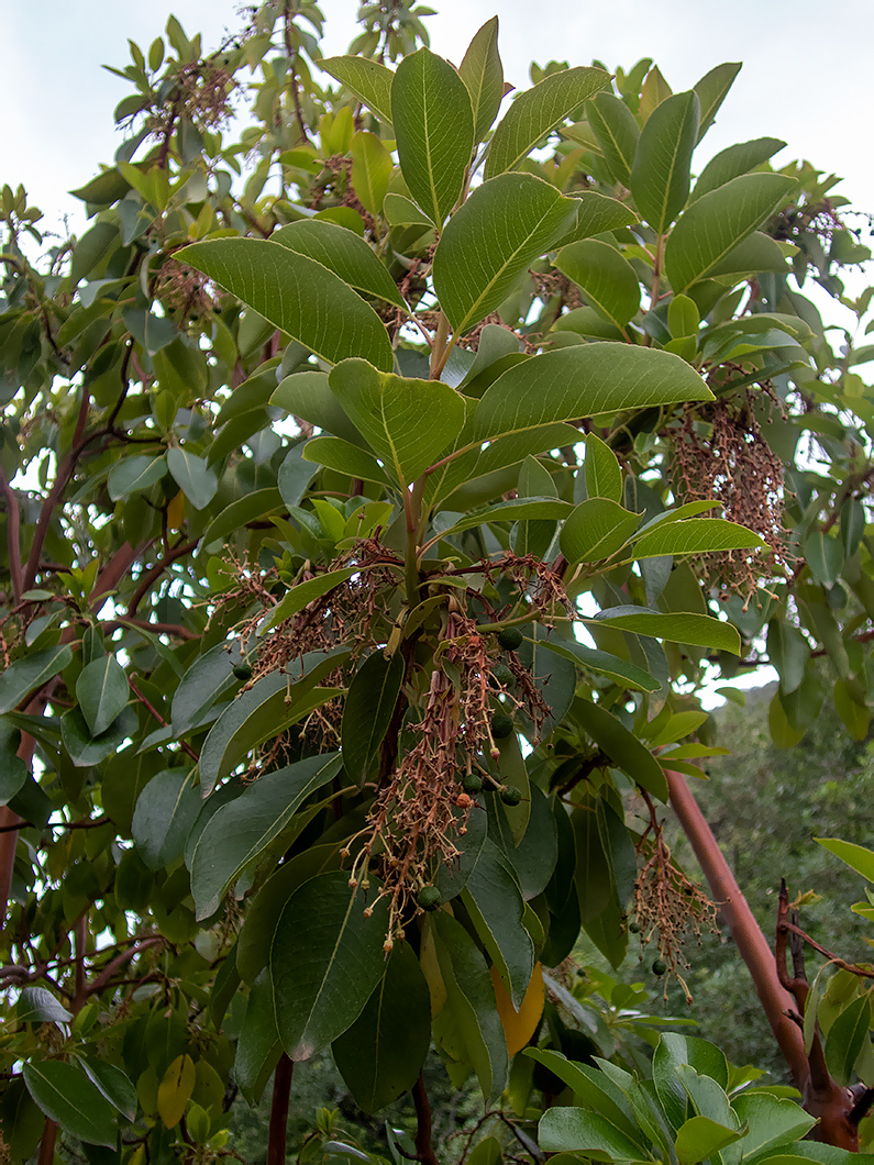 Изображение особи Arbutus andrachne.