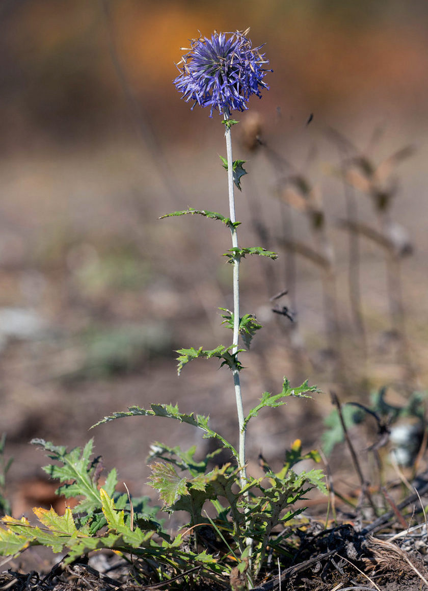 Изображение особи Echinops tataricus.