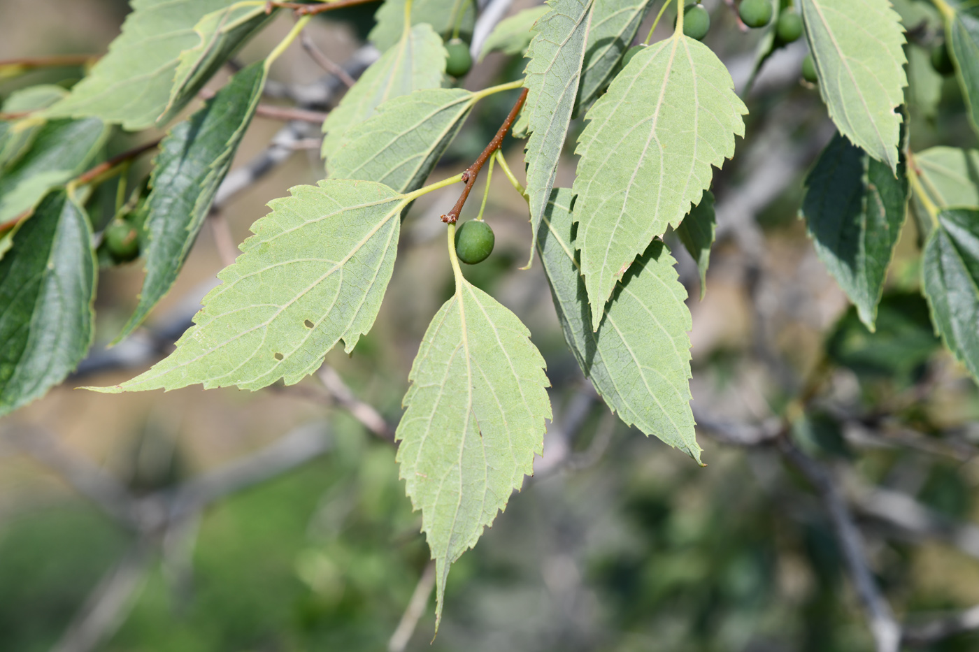 Image of Celtis caucasica specimen.