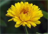 Calendula officinalis