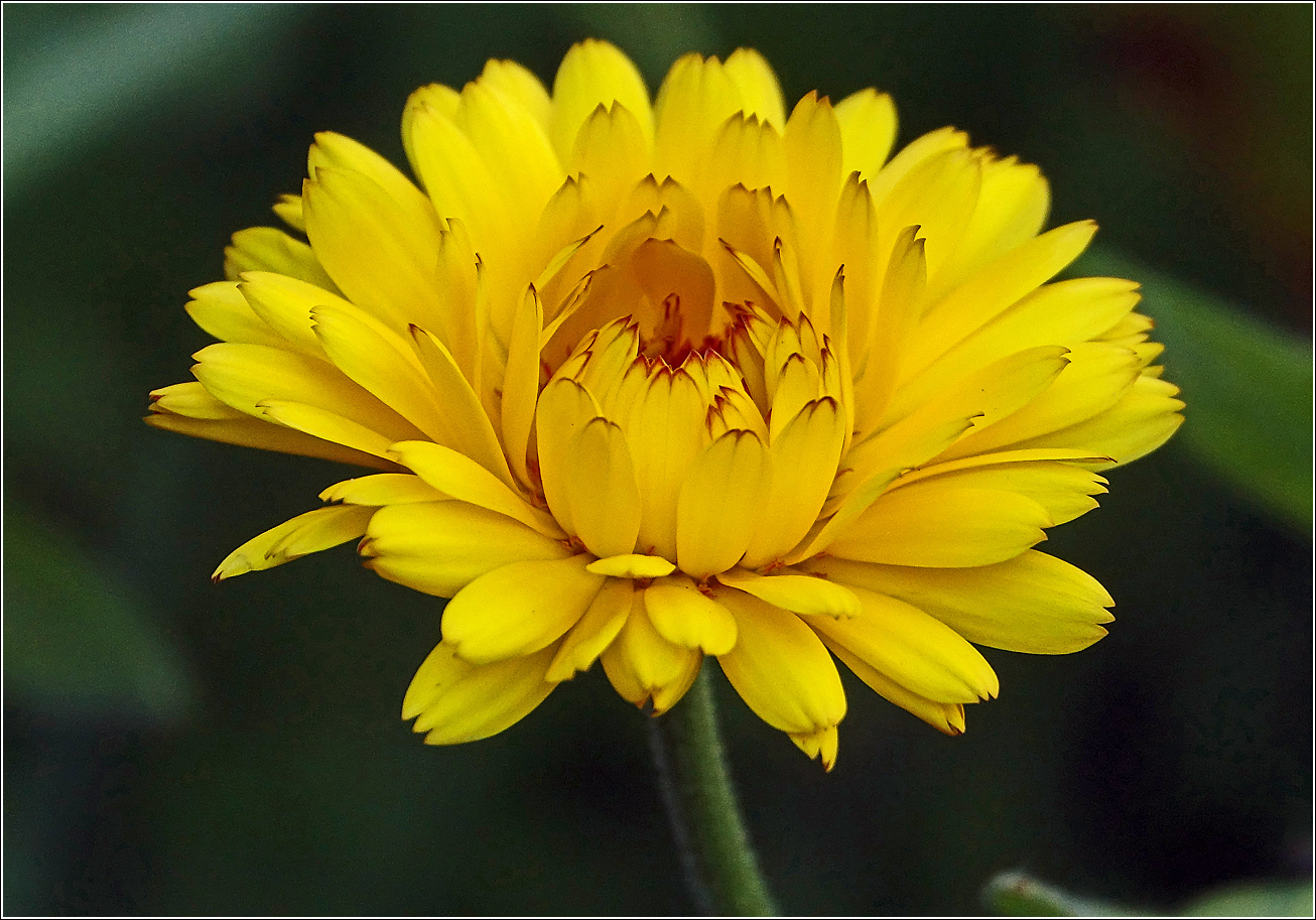 Image of Calendula officinalis specimen.