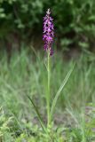 Anacamptis laxiflora подвид dielsiana. Цветущее растение (высота растения 65 см; соцветия — 18 см). Краснодарский край, м/о Новороссийск, Раевский с/о, окр. с. Сукко, окр. оз. Сукко, заболоченный участок заброшенной дороги в щели Кравченкова. 28.05.2024.