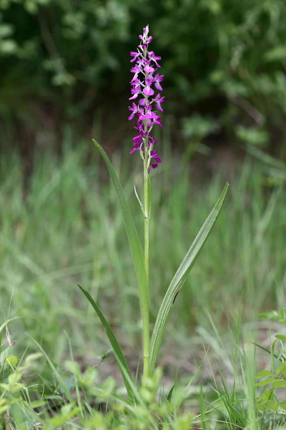 Изображение особи Anacamptis laxiflora ssp. dielsiana.