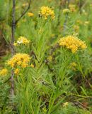 Galatella biflora