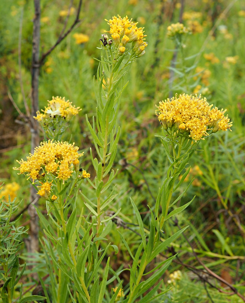 Image of Galatella biflora specimen.