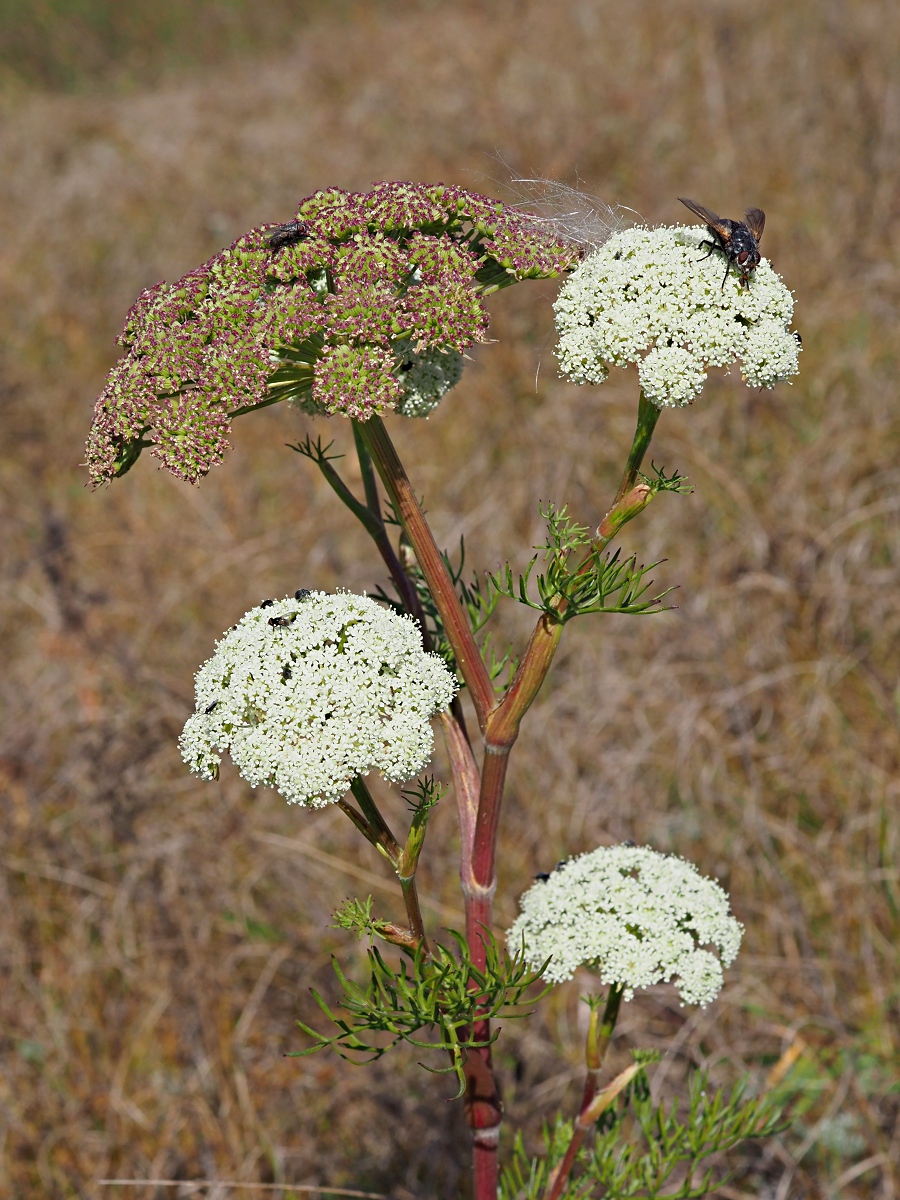 Image of Seseli annuum specimen.