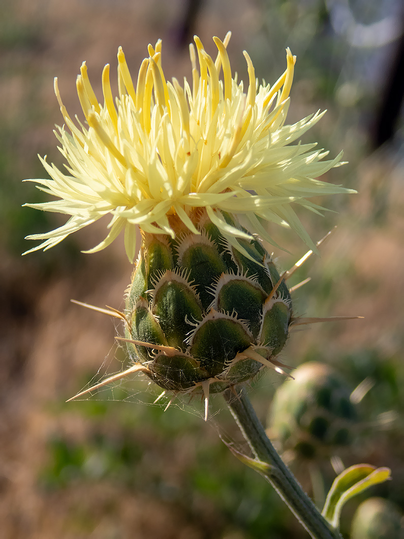 Image of Centaurea salonitana specimen.