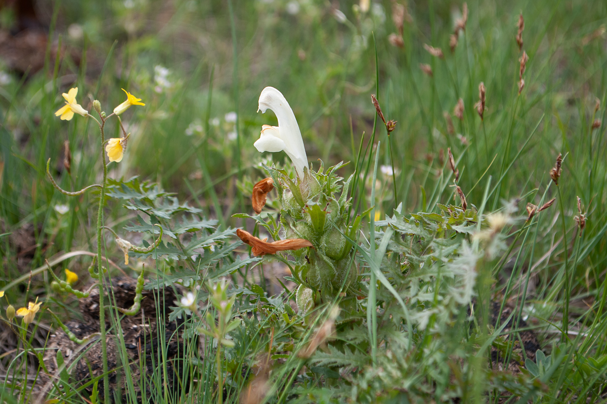 Изображение особи Pedicularis physocalyx.