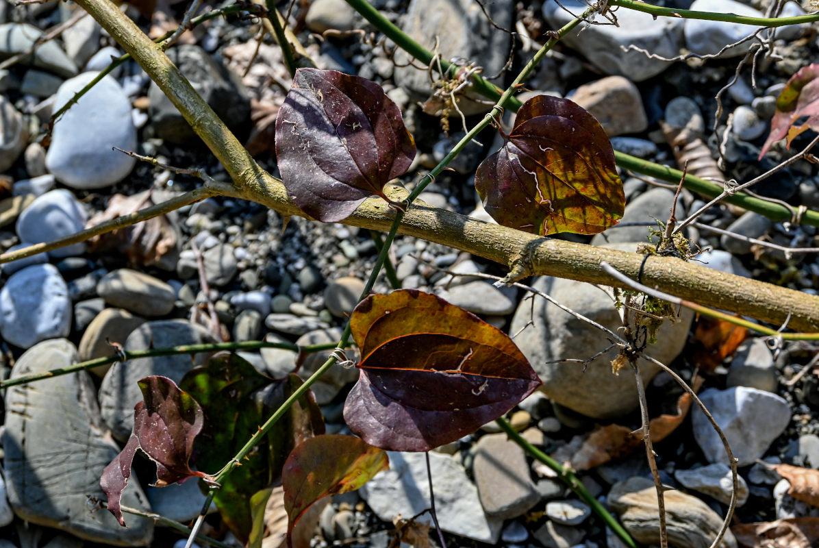 Image of Smilax excelsa specimen.