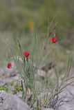 View full-size image Lathyrus setifolius