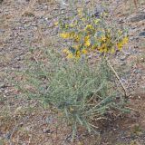 View full-size image Caragana pygmaea