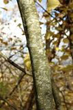 View full-size image Fagus sylvatica