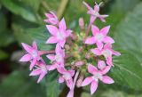 Смотреть изображение Pentas lanceolata