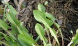 Taraxacum dahlstedtii. Листья. Север Кубани, станица Шкуринская, пустырь. 12.04.2011.