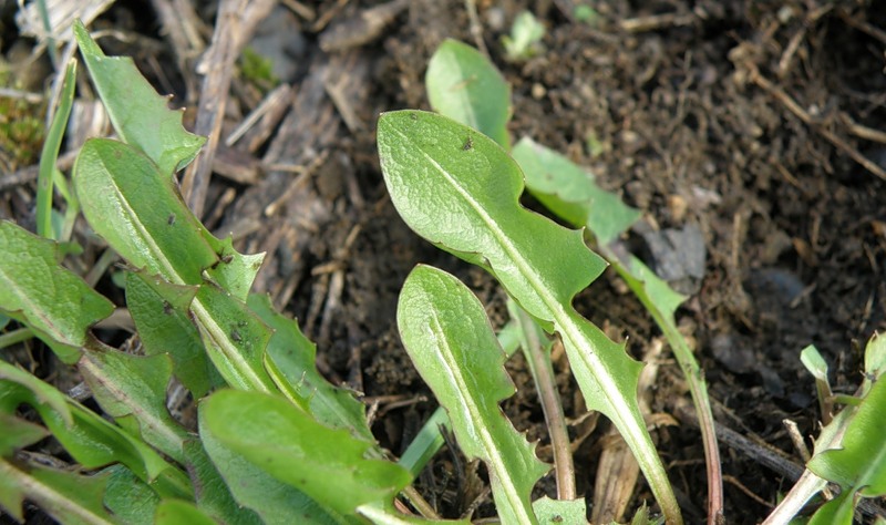 Image of Taraxacum dahlstedtii specimen.