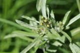 View full-size image Gnaphalium uliginosum