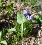 View full-size image genus Viola
