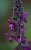 View full-size image Stachys sylvatica