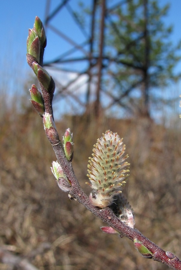 Image of Salix lapponum specimen.