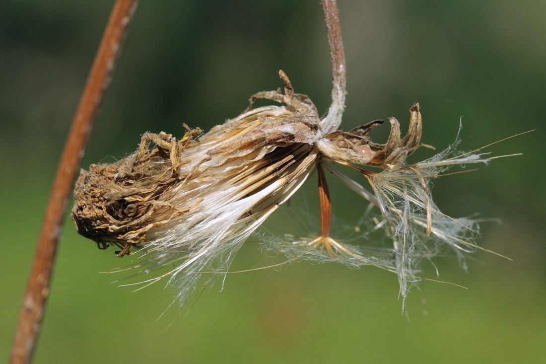 Image of Scorzonera humilis specimen.