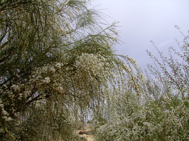 Image of Retama raetam specimen.