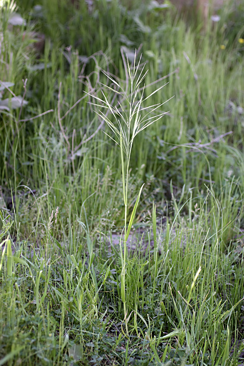 Изображение особи Anisantha sterilis.