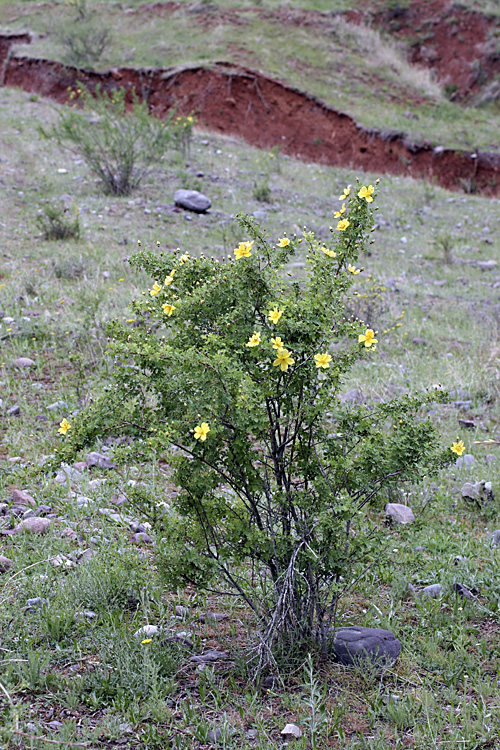 Image of Rosa ecae specimen.