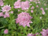 Astrantia maxima