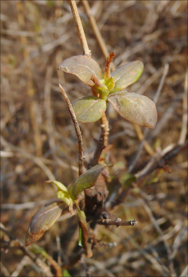 Image of Lonicera etrusca specimen.