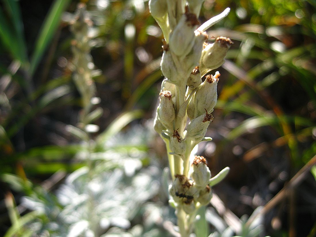 Изображение особи Artemisia stelleriana.