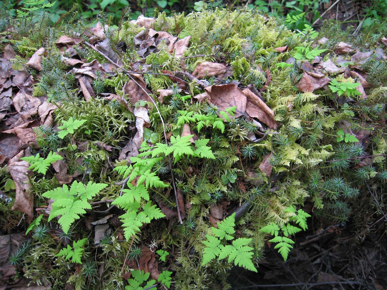 Image of Gymnocarpium dryopteris specimen.