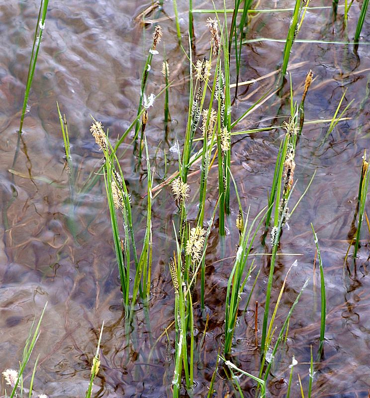 Image of Carex nigra specimen.