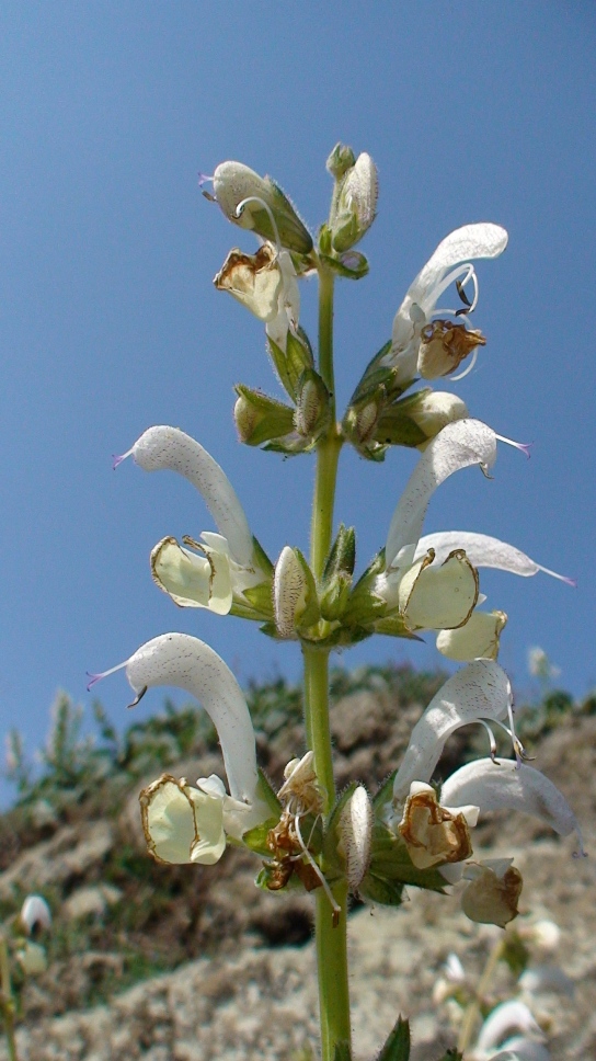 Image of Salvia verbascifolia specimen.